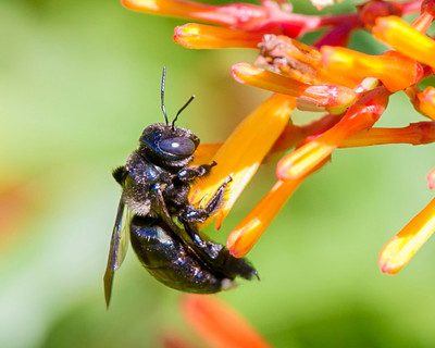 Carpenter_Bee_on_Fireweed?