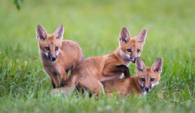 Red__Fox_Kits