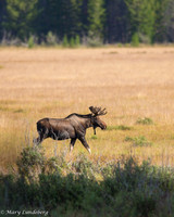 Bull Moose Walking