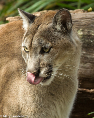 Florida Panther