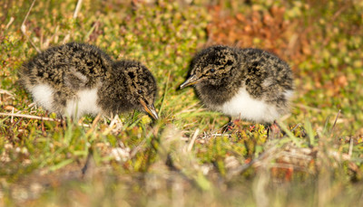 Oyster catcher chicks, Falkland Islands