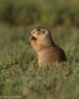 Gunnison's Prairie Dog Muching