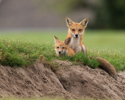 Vixen and Kit by Sand Trap Den