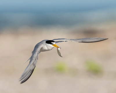 1. Least tern carrying minnow to attract mate