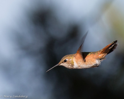 Rufous Hummingbird
