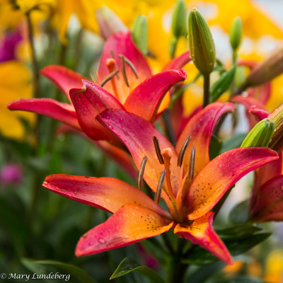 Daylily, Colorado