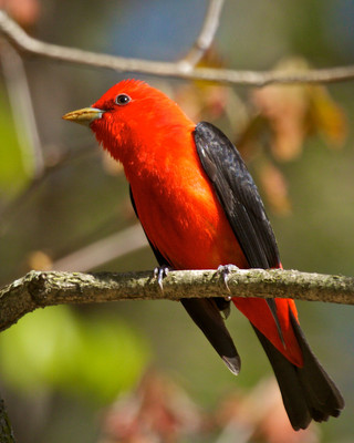 Scarlet Tanager