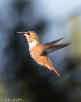 Rufous Hummingbird