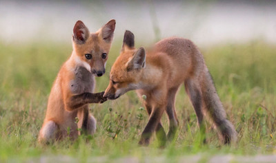 Kiss paw