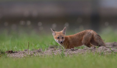 Entering the den