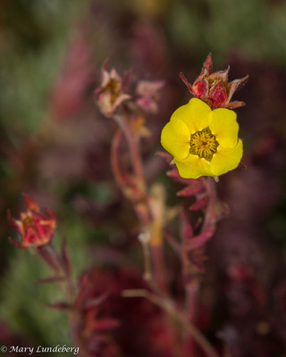 Alpine Mountain Flower, Mount Evans