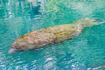 Manatee swimming in clear spring water