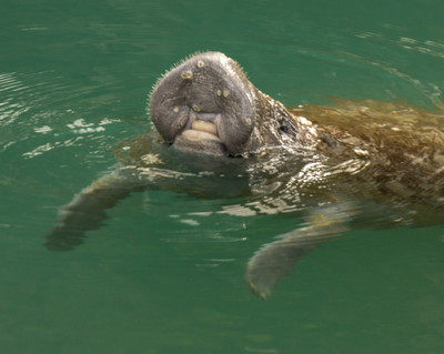 Barnacles attached to mouth of young manatee
