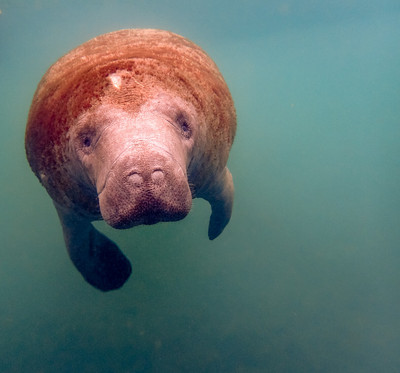 Manatee closes nostrils underwater