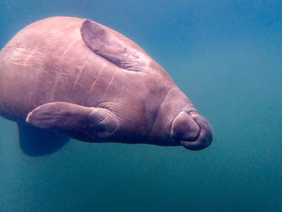 Manatee rolls over underwater