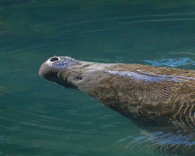 manatee opens its nostrils to breathe