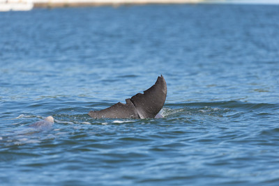 dolpin tail with boat scars