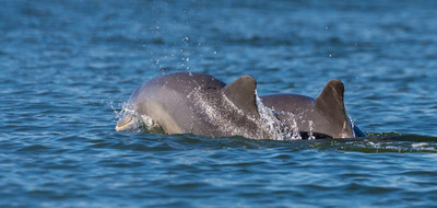 Dolphins fishing