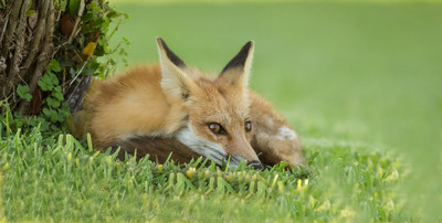 Resting in the shade