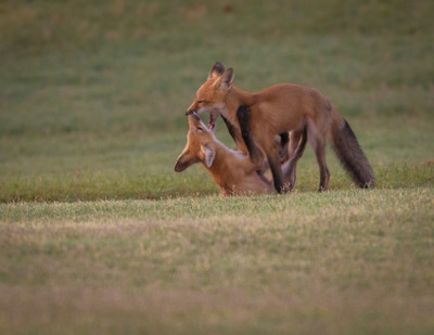 Kits Play Fighting