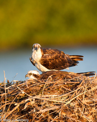 osprey pair-5728