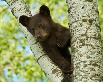 Cub Triangle