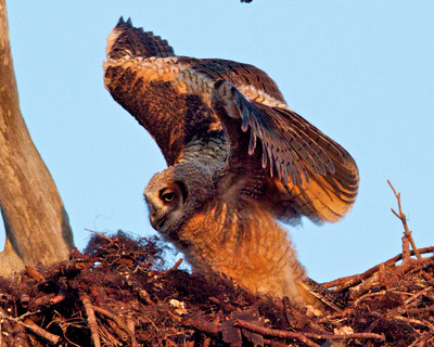 Owlet Practicing Flight