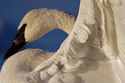 Swan Closeup