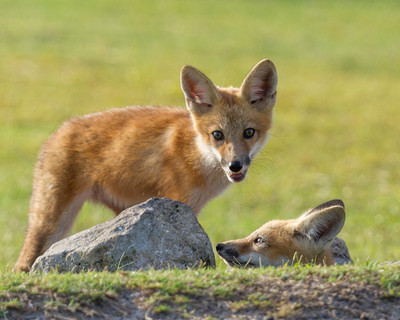 Two Kits