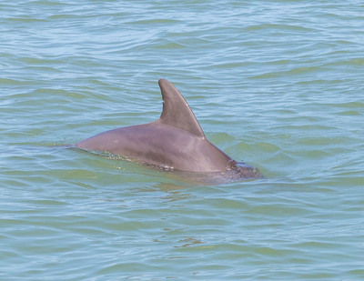Dolphin's silky skin is moist and rejuvenated :Fin is a fingerprint