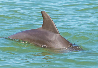 Dolphin's silky skin is moist and rejuvenated :Fin is a fingerprint