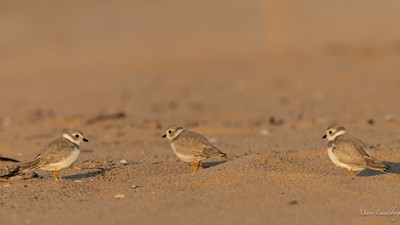 Fledglings_hanging_out_together_on_Peterson_Beach