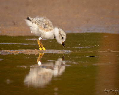 Piping_plover_chick_captures_prey_at_the_pond_near_Maritime_Museum