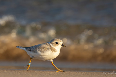 Piping_plover_fledgling_running_along_the_shoreline_at_Peterson_Beach_on8_2_23