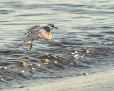 Fledgling flying