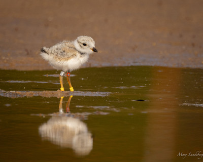 Piping_Plover_chicks_are_banded_during_the_first_three_weeks_of_their_lives_with_a_unique_band,_showing_their_family_line,__and_a_number.The_also_get_a_USFS_metal_band