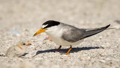 Least_tern_checking_on_chick