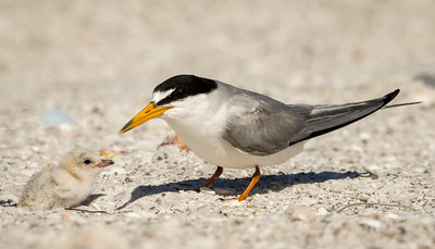 Least tern checking on chick