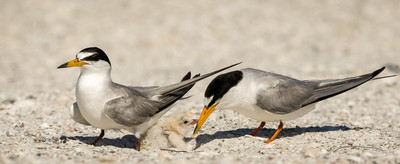 A newborn chick and an unhatched egg