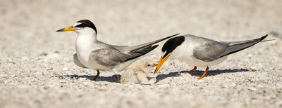 Dad checks on his newborn least tern chick while mom shades an unhatched egg