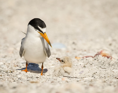 Camoflaged Least Tern chick