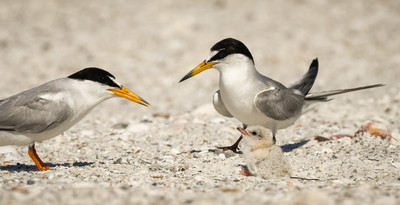 Happy Least Tern Family