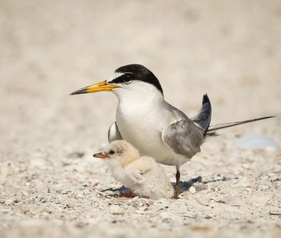 Least Tern protecting Chick