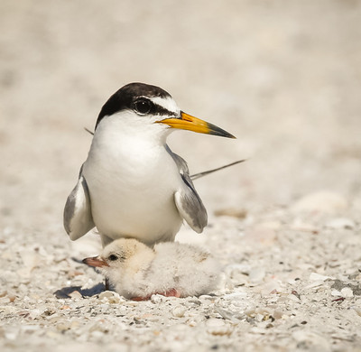 Least Tern cuddling Chick