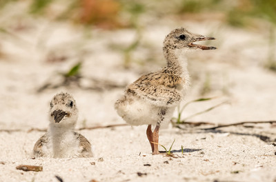 Black Skimmer Feathered Chicks