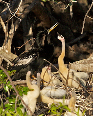 Anhinga Chicks fed