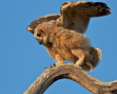 Great Horned Owlet Branching