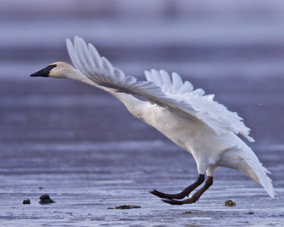Swan Skating