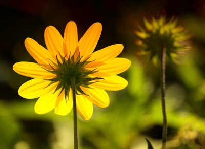 two toned beach daisy