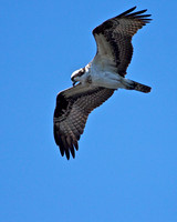 Osprey Hunting, Florida